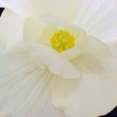 NathalieCar-7341