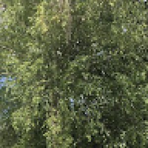 PaulGre-8277