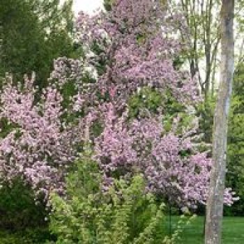 AgenceBridgetDec-1535